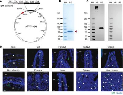 Response of immunoglobulin M in gut mucosal immunity of common carp (Cyprinus carpio) infected with Aeromonas hydrophila